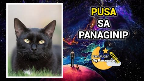 panaginip na pusa|Kahulugan ng panaginip tungkol sa isang pusa: itim, tuta, galit at .